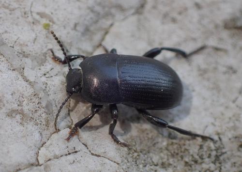 Réf. 220 868 : Pedinus meridianus